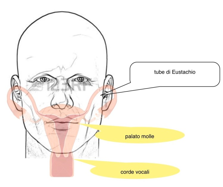 apparato-fonatorioovaie