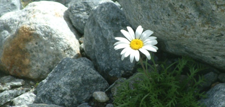 fiore-tra-le-rocce
