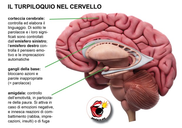 Turpiloquio nel cervello.jpg