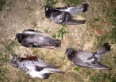 piccioni-morti-caponago-fb-0003-1-951x670.jpg