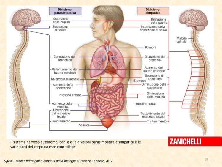 Sistema nervoso autonomo, con le due divisioni parasimpatica e simpatica e le varie parti del corpo+da+esse+controllate..jpg
