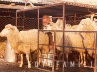 Ennesima adunata nei recinti&nbsp;elettorali