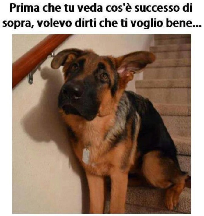 cane-dolcissimo-simpatico-670x709
