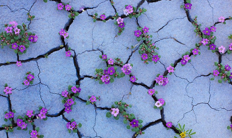 Fiori bucano la terra secca