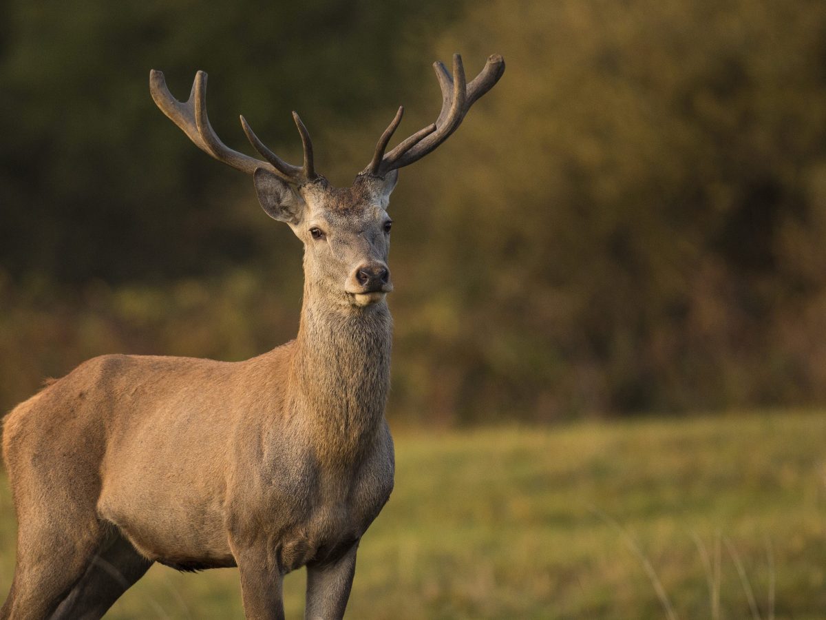 Lupi vestiti d’agnello